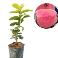 Jual Tanaman Buah Jambu Sukun Merah Tanpa Biji Murah