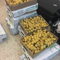 Jual Kurma Ruthob Muda/Kuning Murah