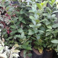 Jual bibit pohon jeruk| lemon 085779774536 Murah