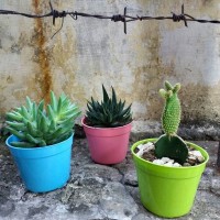 Jual pot tanaman shabby mini paket isi 6pc Murah