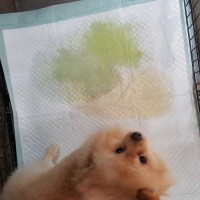 Jual Training Pads / Alas Kandang / Alas Latihan Kencing Anjing / Kucing Murah