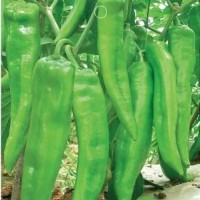 Bibit Benih Cabe Hijau Pedas / Green Hot Pepper (Import)