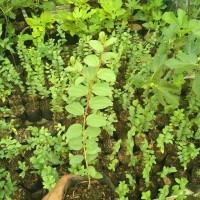 Jual Pohon Bidara Arab Ruqyah Murah