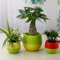 Jual Mini Pot Bunga Hias Kaktus Tanaman - 5pcs Informasi Pro nvv Murah