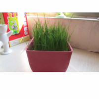 Jual Benih rumput horta, biji rumput horta Murah