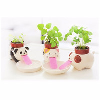 Jual Tanaman pot rumput mini lucu,pot hias,tanaman sedot air,julur lidah Murah