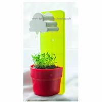 Jual Tanaman pot rumput mini lucu, tanaman hias, tanaman gantung Murah