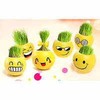 Jual Tanaman pot rumput mini emoticon lucu Murah