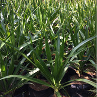 Jual Pandan Bali Murah