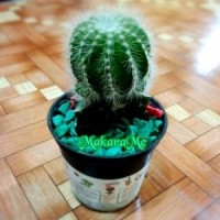 Jual Tanaman Kaktus Mini Noto Magnificus Cluster Murah