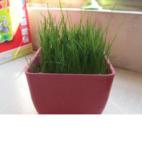 Jual benih rumput horta, biji rumput horta Murah