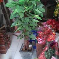 Jual pohon waru hias | warna ijo | bahan plastik Murah