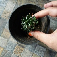 Jual kaktus 09 Murah