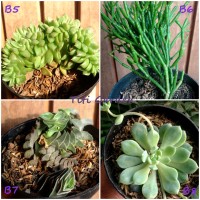 Jual Kaktus Sukulen (Succulent) 1 Murah
