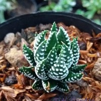 Jual Haworthia Zebra - Kaktus dan Sukulen Murah