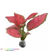 Jual Aglaonema Red Ruby / Tanaman Hias Daun / Tanaman Hidup Siam Kirim Murah