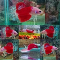 Jual Giant Koi 01 (Bendera Indonesia) Murah