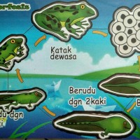 Jual puzzle katak mainan kayu edukasi Murah