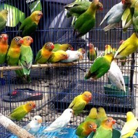 Burung Lovebird PAUD Josan / ijo standar murah