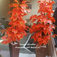 Jual POHON HIAS PLASTIK DAUN SINGFU Murah