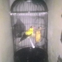 Jual Burung Kepodang Emas Dan Kurungan Besi Kota Surabaya