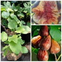 Jual bibit buah tin brown turkey Murah