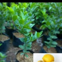 Jual Pohon Jeruk Lemon Murah
