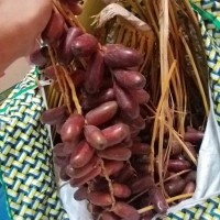 Jual kurma muda merah Murah