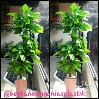 Jual Pohon Hias Plastik Daun Lucky Hijau Murah