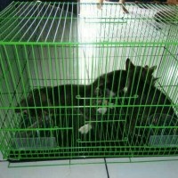Jual Kandang lipat besi kucing kelinci Sugar glider Size M Murah
