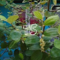 Jual DAUN SIDR / BIDARA Arab Segar (Obati Ganguan Jin & Sihir/Ruqyah) Murah
