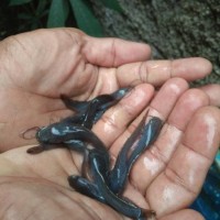BENIH BIBIT ANAK IKAN LELE HITAM SANGKURIANG ANAKAN UNGGUL