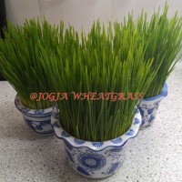 Biji Gandum atau rumput gandum dan bibit Wheatgrass