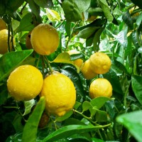 benih/biji/bibit buah jeruk lemon cui menawan