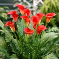 benih/biji/bibit bunga calla lily red quality