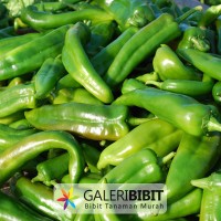 Bibit & Benih Cabe Hijau Pedas / Green Hot Pepper (GB 059)