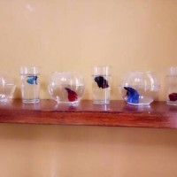Jual Floating Shelves/Rak Melayang FS 80 Murah