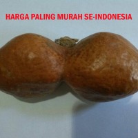 Jual BUAH ZURIAT IMPORT SEPASANG / BUAH ZURIAT COUPLE TERMURAH Murah