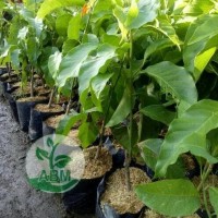 Bibit Bunga Kantil Cempaka Putih Hasil Okulasi
