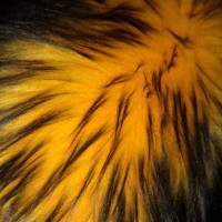Jual Bulu panjang hitam kuning pooh Murah