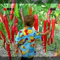 Biji Benih Bibit Tanaman Cabai cabe Giant / Bonsai / Hidroponik / jam