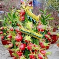 Jual Biji Benih Bibit tanaman Buah Naga Bonsai / Sekam / Baju / Celana / Hp Murah