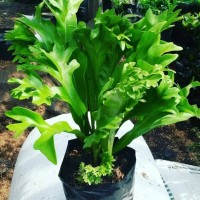 Jual Tanaman Hias Kadaka Treestats Mini Murah