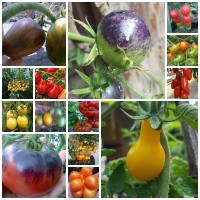 Jual Benih/biji/bibit tomat unik 15 jenis Murah