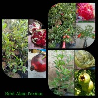 Jual Satu Paket isi 3 Bibit Tanaman Buah Delima Hitam Putih dan Mini Murah