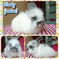 Jual Kelinci Fuzzy Lop Lucu Imut Berkualitas Murah