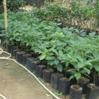 Bibit Alpukat Lara Hawai Jumbo