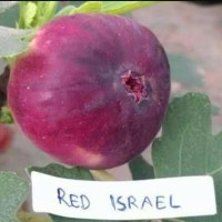 Bibit buah tin red israel ( Khurtmani Fig)