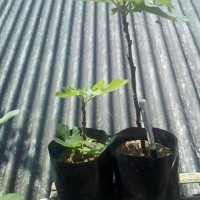 Jual Khurtmani & Excel Murah