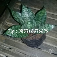 Jual Tanaman Hias Sansivera Mini || Tanaman Hias Sensiviera Tapis Kodok Murah